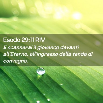 Picture 02 - Esodo 29:11 RIV - E scannerai il giovenco davanti all’Eterno, - Bible Verse Picture