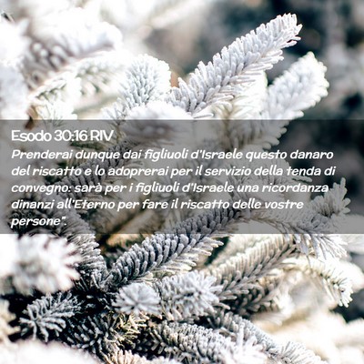 Picture 02 - Esodo 30:16 RIV - Prenderai dunque dai figliuoli d’Israele questo - Bible Verse Picture