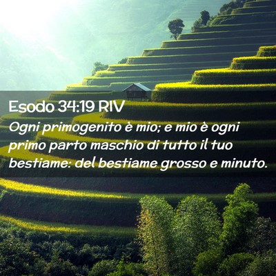 Picture 02 - Esodo 34:19 RIV - Ogni primogenito è mio; e mio è ogni primo - Bible Verse Picture