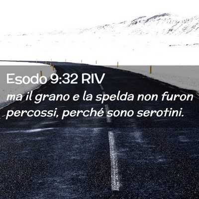 Picture 02 - Esodo 9:32 RIV - ma il grano e la spelda non furon percossi, - Bible Verse Picture