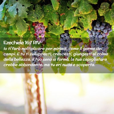 Picture 02 - Ezechiele 16:7 RIV - Io ti farò moltiplicare per miriadi, come il - Bible Verse Picture