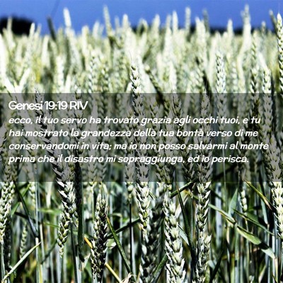 Picture 02 - Genesi 19:19 RIV - ecco, il tuo servo ha trovato grazia agli occhi - Bible Verse Picture