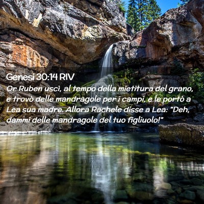 Picture 02 - Genesi 30:14 RIV - Or Ruben uscì, al tempo della mietitura del - Bible Verse Picture