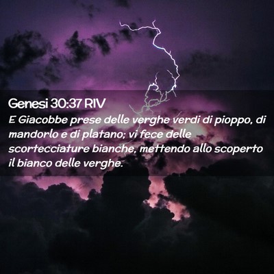Picture 02 - Genesi 30:37 RIV - E Giacobbe prese delle verghe verdi di pioppo, di - Bible Verse Picture