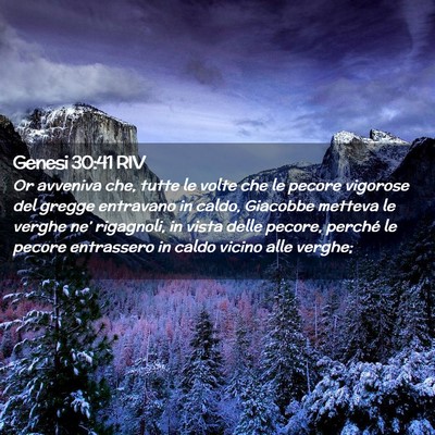 Picture 02 - Genesi 30:41 RIV - Or avveniva che, tutte le volte che le pecore - Bible Verse Picture