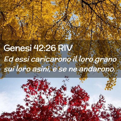 Picture 02 - Genesi 42:26 RIV - Ed essi caricarono il loro grano sui loro asini, - Bible Verse Picture