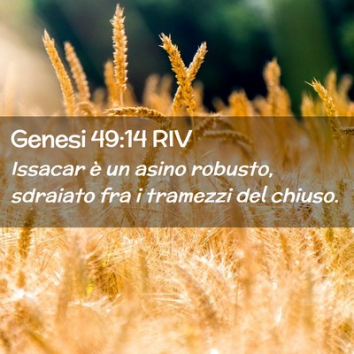 Picture 02 - Genesi 49:14 RIV - Issacar è un asino robusto, sdraiato fra i - Bible Verse Picture