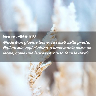 Picture 02 - Genesi 49:9 RIV - Giuda è un giovine leone; tu risali dalla preda, - Bible Verse Picture