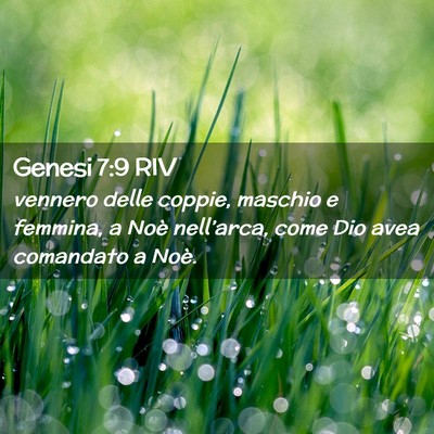 Picture 02 - Genesi 7:9 RIV - vennero delle coppie, maschio e femmina, a Noè - Bible Verse Picture