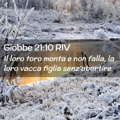 Picture 02 - Giobbe 21:10 RIV - Il loro toro monta e non falla, la loro vacca - Bible Verse Picture