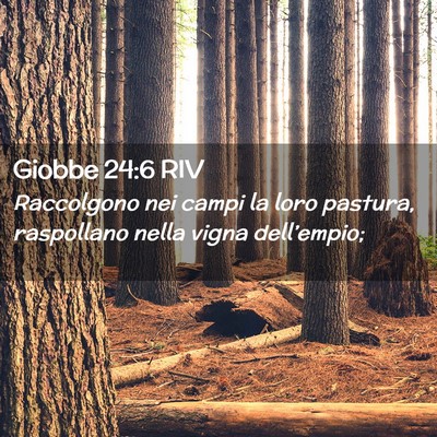 Picture 02 - Giobbe 24:6 RIV - Raccolgono nei campi la loro pastura, raspollano - Bible Verse Picture