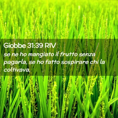 Picture 02 - Giobbe 31:39 RIV - se ne ho mangiato il frutto senza pagarla, se ho - Bible Verse Picture
