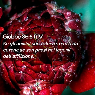 Picture 02 - Giobbe 36:8 RIV - Se gli uomini son talora stretti da catene se son - Bible Verse Picture