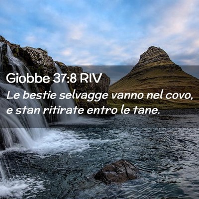 Picture 02 - Giobbe 37:8 RIV - Le bestie selvagge vanno nel covo, e stan - Bible Verse Picture