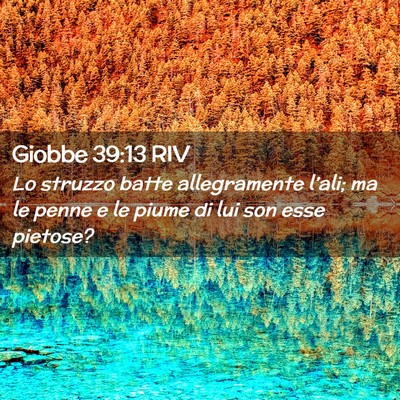 Picture 02 - Giobbe 39:13 RIV - Lo struzzo batte allegramente l’ali; ma le - Bible Verse Picture