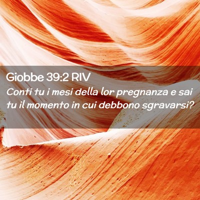 Picture 02 - Giobbe 39:2 RIV - Conti tu i mesi della lor pregnanza e sai tu il - Bible Verse Picture