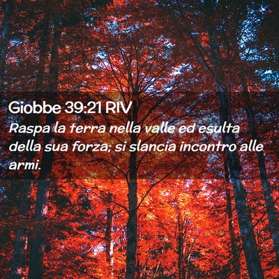 Picture 02 - Giobbe 39:21 RIV - Raspa la terra nella valle ed esulta della sua - Bible Verse Picture
