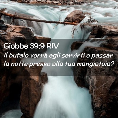 Picture 02 - Giobbe 39:9 RIV - Il bufalo vorrà egli servirti o passar la notte - Bible Verse Picture