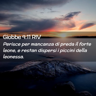 Picture 02 - Giobbe 4:11 RIV - Perisce per mancanza di preda il forte leone, e - Bible Verse Picture