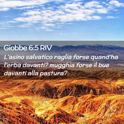 Picture 02 - Giobbe 6:5 RIV - L’asino salvatico raglia forse quand’ha - Bible Verse Picture