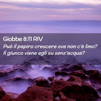 Picture 02 - Giobbe 8:11 RIV - Può il papiro crescere ove non c’è limo? Il - Bible Verse Picture