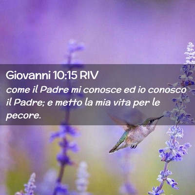 Picture 02 - Giovanni 10:15 RIV - come il Padre mi conosce ed io conosco il Padre; - Bible Verse Picture