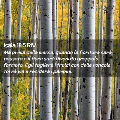 Picture 02 - Isaia 18:5 RIV - Ma prima della mèsse, quando la fioritura sarà - Bible Verse Picture