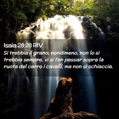 Picture 02 - Isaia 28:28 RIV - Si trebbia il grano; nondimeno, non lo si trebbia - Bible Verse Picture
