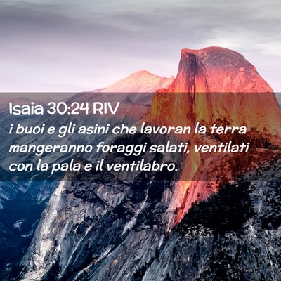 Picture 02 - Isaia 30:24 RIV - i buoi e gli asini che lavoran la terra - Bible Verse Picture