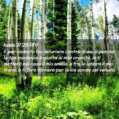 Picture 02 - Isaia 37:29 RIV - E per codesto tuo infuriare contro di me, e - Bible Verse Picture