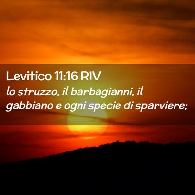 Picture 02 - Levitico 11:16 RIV - lo struzzo, il barbagianni, il gabbiano e ogni - Bible Verse Picture