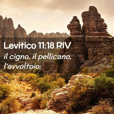 Picture 02 - Levitico 11:18 RIV - il cigno, il pellicano, - Bible Verse Picture