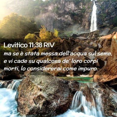 Picture 02 - Levitico 11:38 RIV - ma se è stata messa dell’acqua sul seme, e vi - Bible Verse Picture