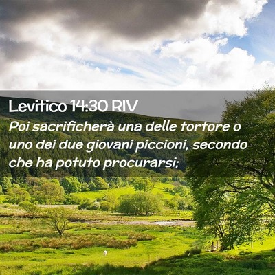 Picture 02 - Levitico 14:30 RIV - Poi sacrificherà una delle tortore o uno dei due - Bible Verse Picture
