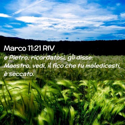 Picture 02 - Marco 11:21 RIV - e Pietro, ricordatosi, gli disse: Maestro, vedi, - Bible Verse Picture