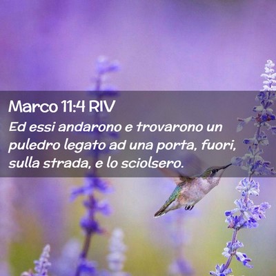 Picture 02 - Marco 11:4 RIV - Ed essi andarono e trovarono un puledro legato ad - Bible Verse Picture