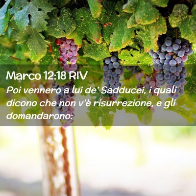 Picture 02 - Marco 12:18 RIV - Poi vennero a lui de’ Sadducei, i quali dicono - Bible Verse Picture