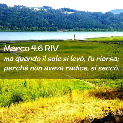Picture 02 - Marco 4:6 RIV - ma quando il sole si levò, fu riarsa; perché - Bible Verse Picture