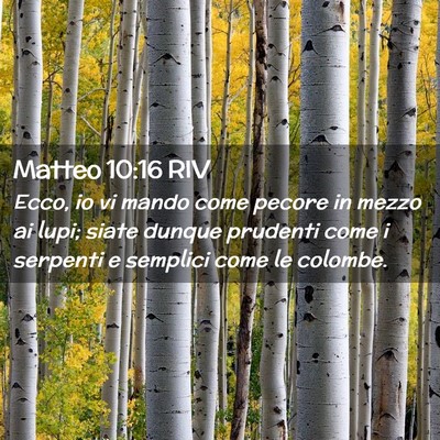 Picture 02 - Matteo 10:16 RIV - Ecco, io vi mando come pecore in mezzo ai lupi; - Bible Verse Picture