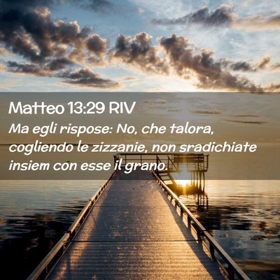 Picture 02 - Matteo 13:29 RIV - Ma egli rispose: No, che talora, cogliendo le - Bible Verse Picture