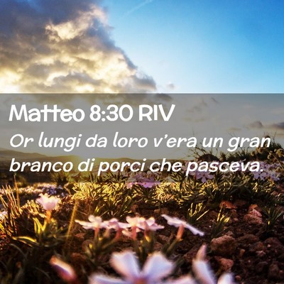Picture 02 - Matteo 8:30 RIV - Or lungi da loro v’era un gran branco di porci - Bible Verse Picture