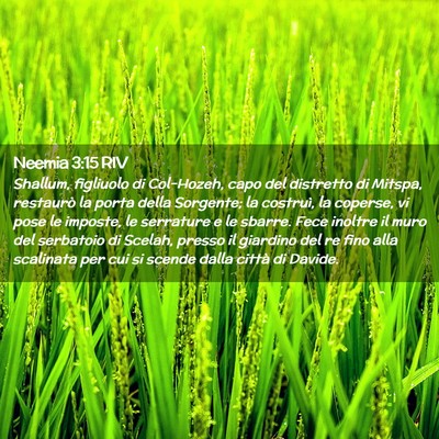 Picture 02 - Neemia 3:15 RIV - Shallum, figliuolo di Col-Hozeh, capo del - Bible Verse Picture