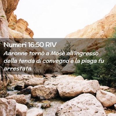 Picture 02 - Numeri 16:50 RIV - Aaronne tornò a Mosè all’ingresso della tenda - Bible Verse Picture