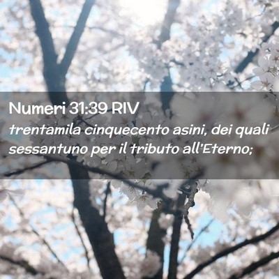 Picture 02 - Numeri 31:39 RIV - trentamila cinquecento asini, dei quali - Bible Verse Picture