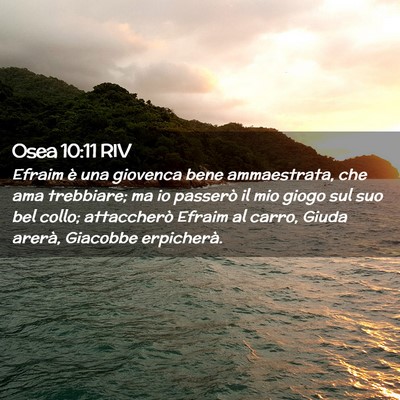 Picture 02 - Osea 10:11 RIV - Efraim è una giovenca bene ammaestrata, che ama - Bible Verse Picture