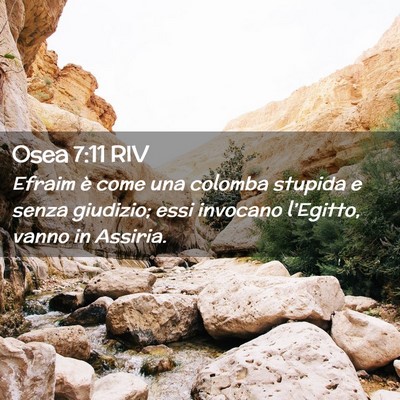 Picture 02 - Osea 7:11 RIV - Efraim è come una colomba stupida e senza - Bible Verse Picture