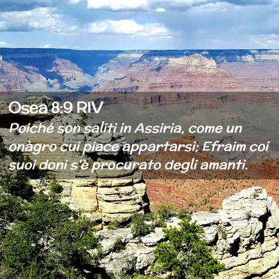 Picture 02 - Osea 8:9 RIV - Poiché son saliti in Assiria, come un onàgro - Bible Verse Picture