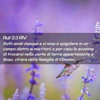 Picture 02 - Rut 2:3 RIV - Ruth andò dunque e si mise a spigolare in un - Bible Verse Picture