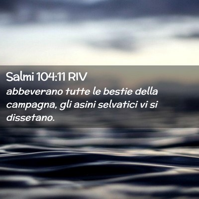 Picture 02 - Salmi 104:11 RIV - abbeverano tutte le bestie della campagna, gli - Bible Verse Picture