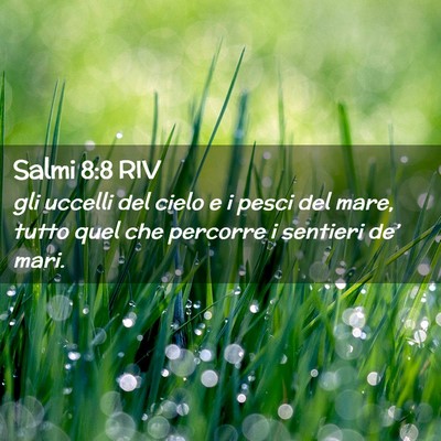 Picture 02 - Salmi 8:8 RIV - gli uccelli del cielo e i pesci del mare, tutto - Bible Verse Picture